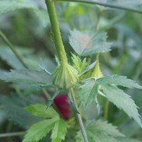 Hibiscus radiatus Cav.